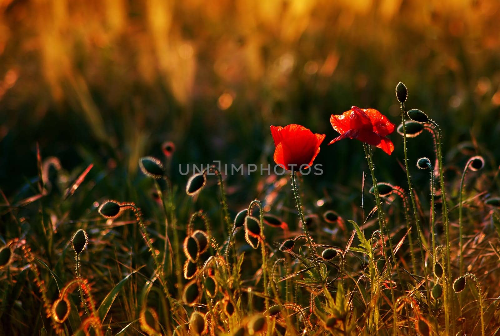 Since it is terribly cloudy here today,I have no choice but to reminisce about the summer.......!:-)