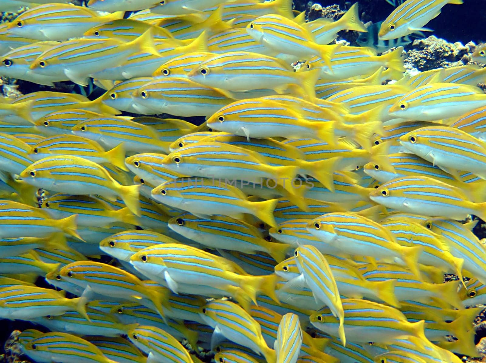 Blue striped snappers usually occur in dense swarms and are not shy at all