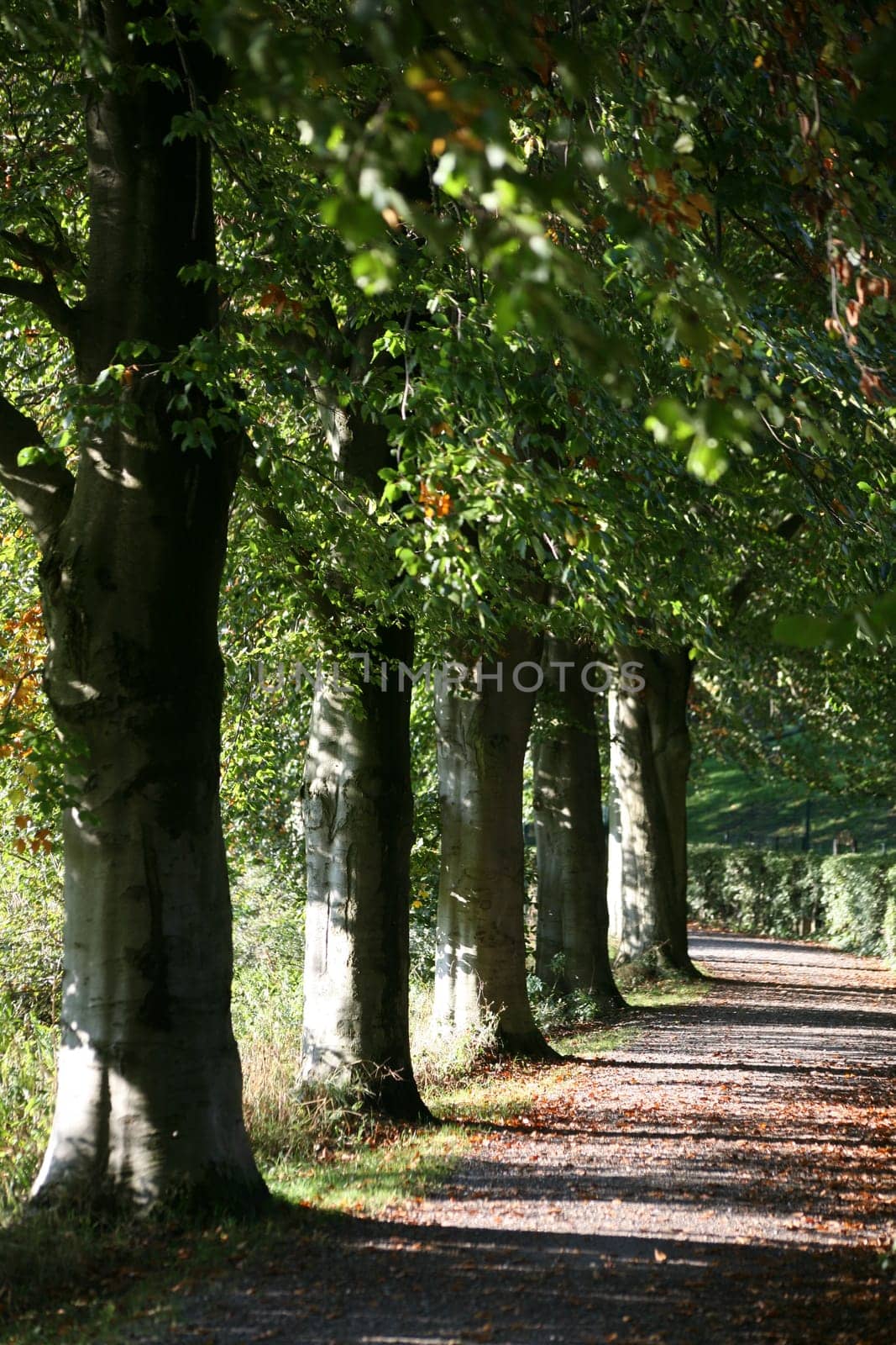 Blood Beech Alley