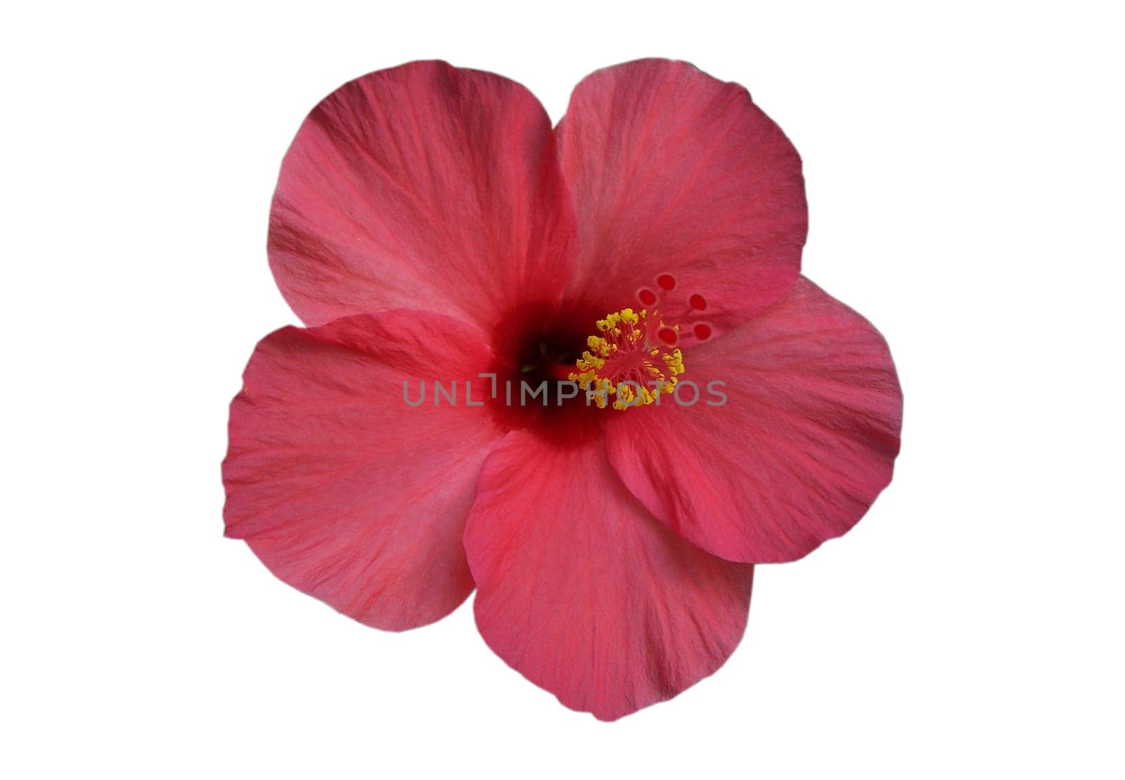 hibiscus,Malvaceae