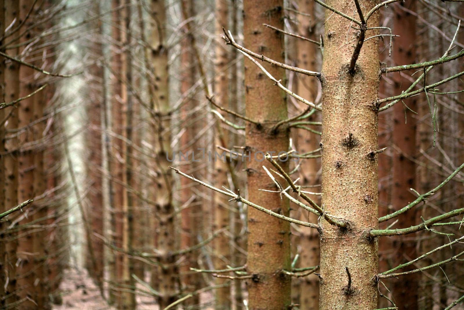 View of a coniferous forest