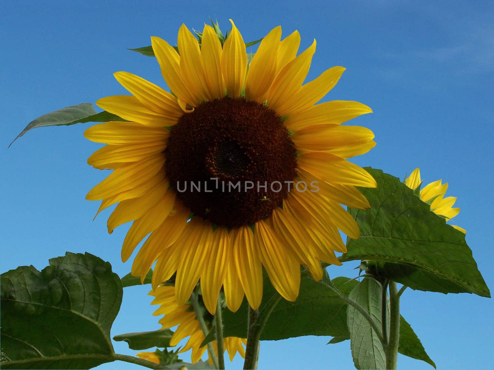 sunflower,Helianthus annuus