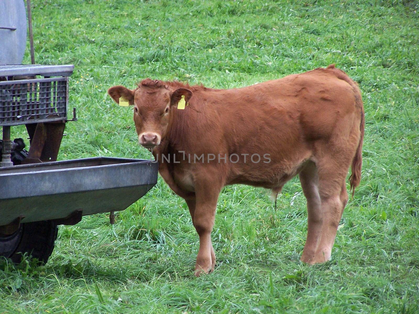 Brown beef