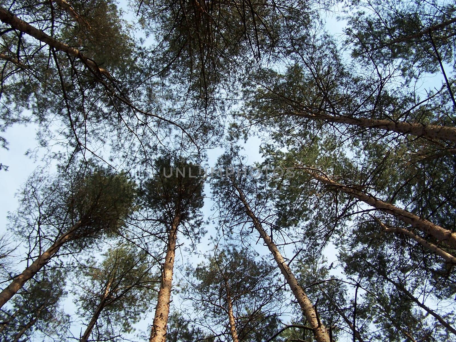 trees