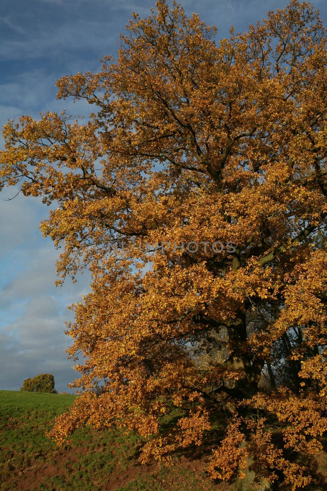 Old pedunculate oak in autumnal dress
