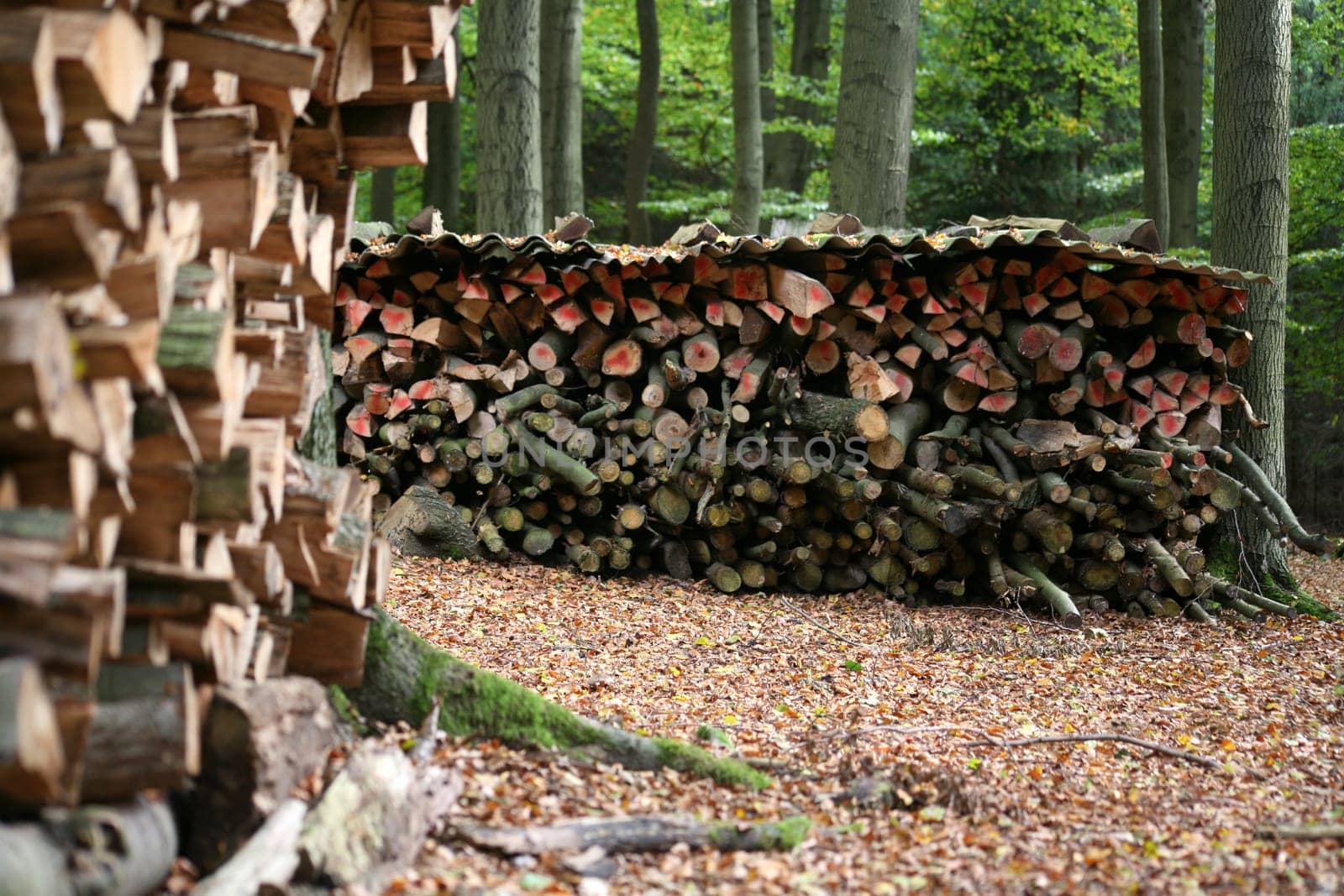Woodpile