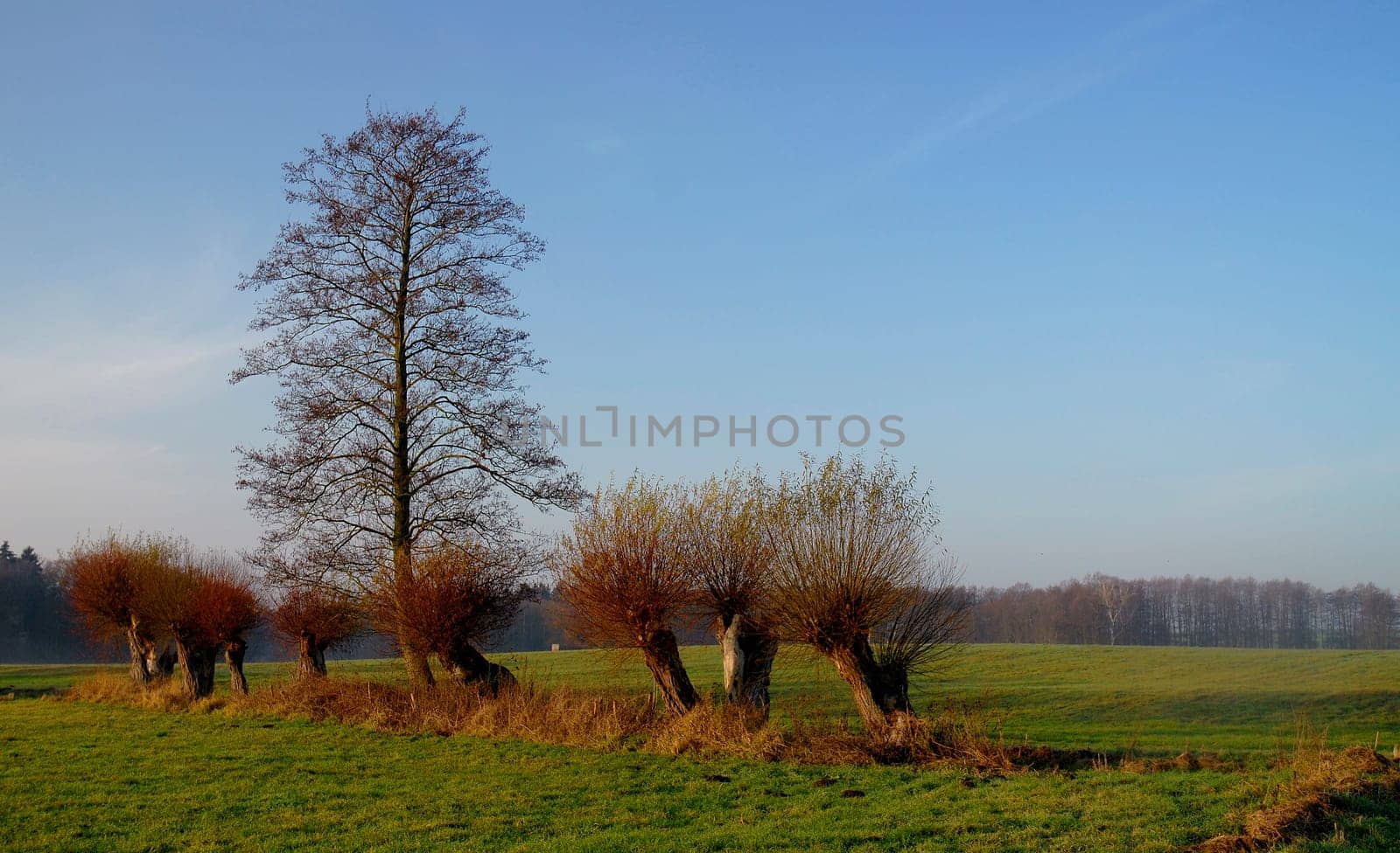The pollarded willows
