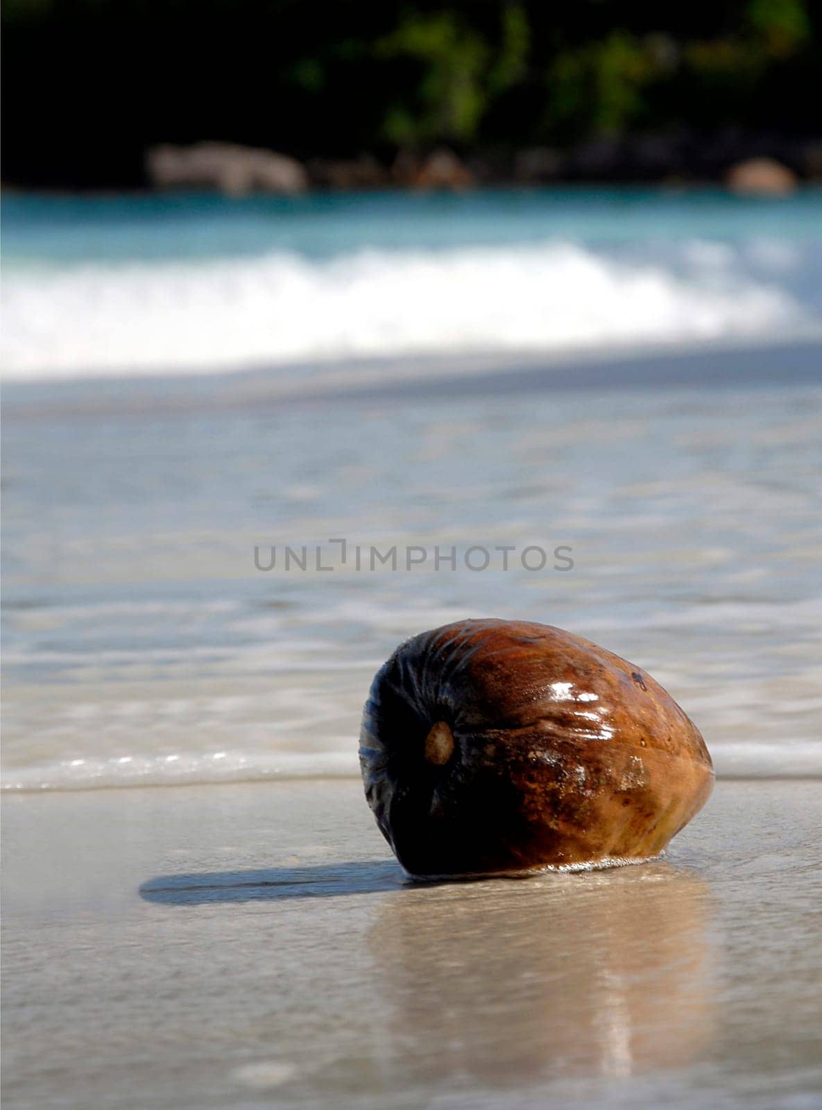 Floating seeds such as the coconut use the water to spread. Here in the Seychelles,coconuts still provide food for humans,but they also serve as bait for fishing,for example. It offers about 100 different uses