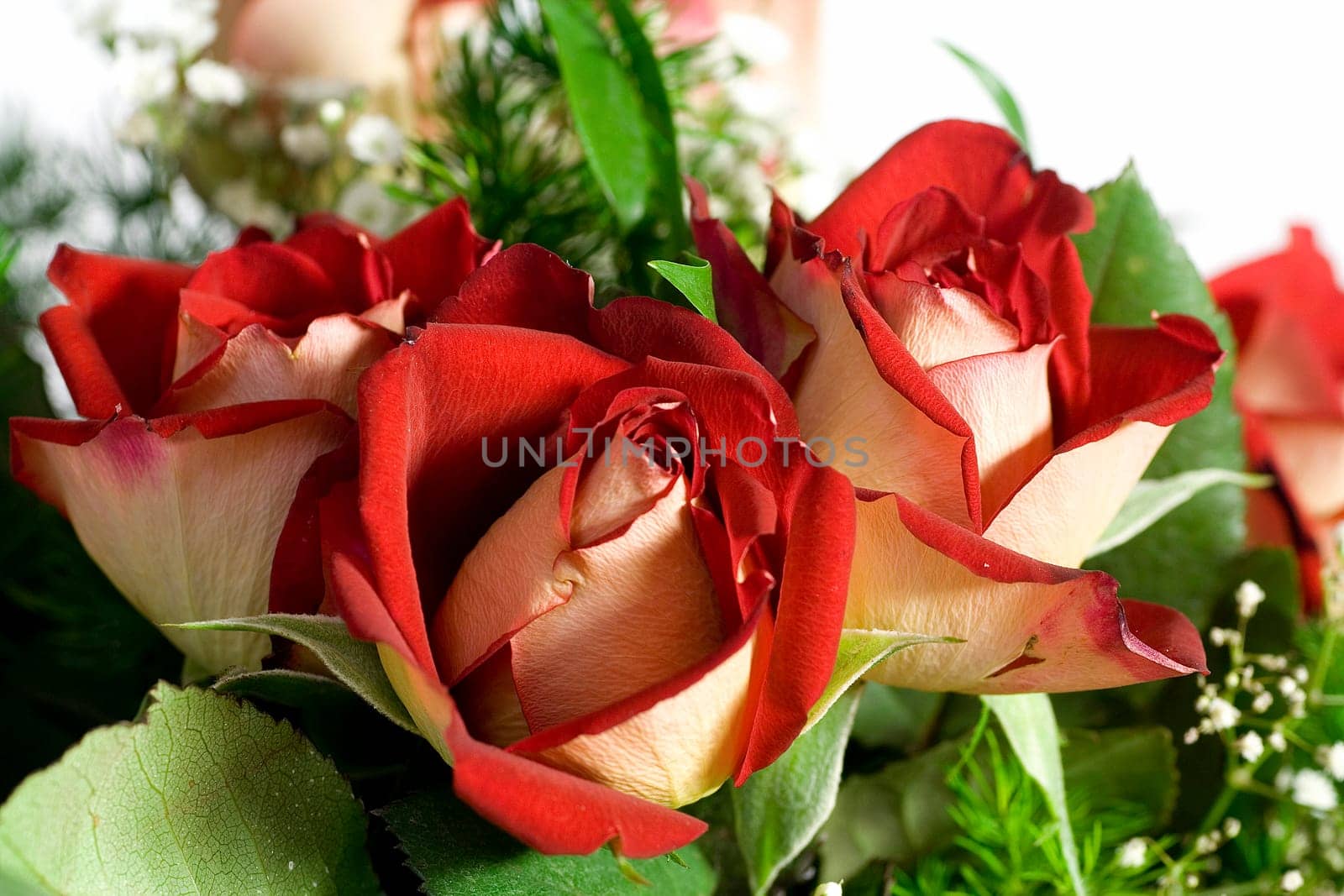 red roses