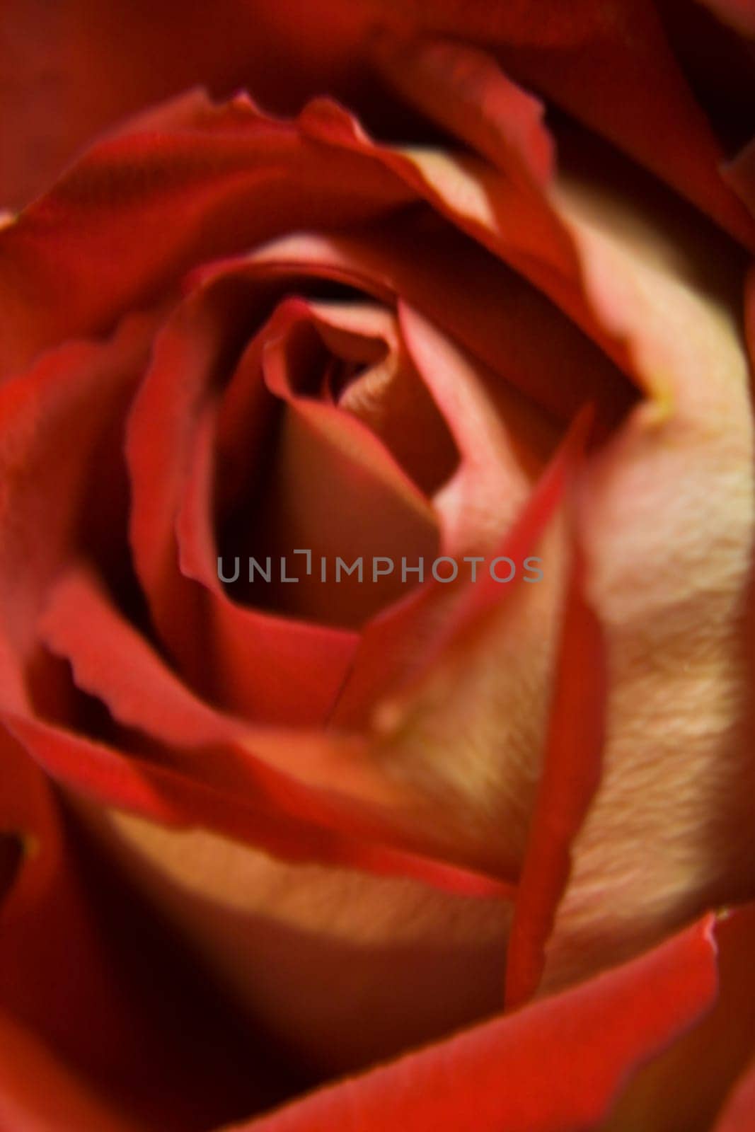 Red Rose