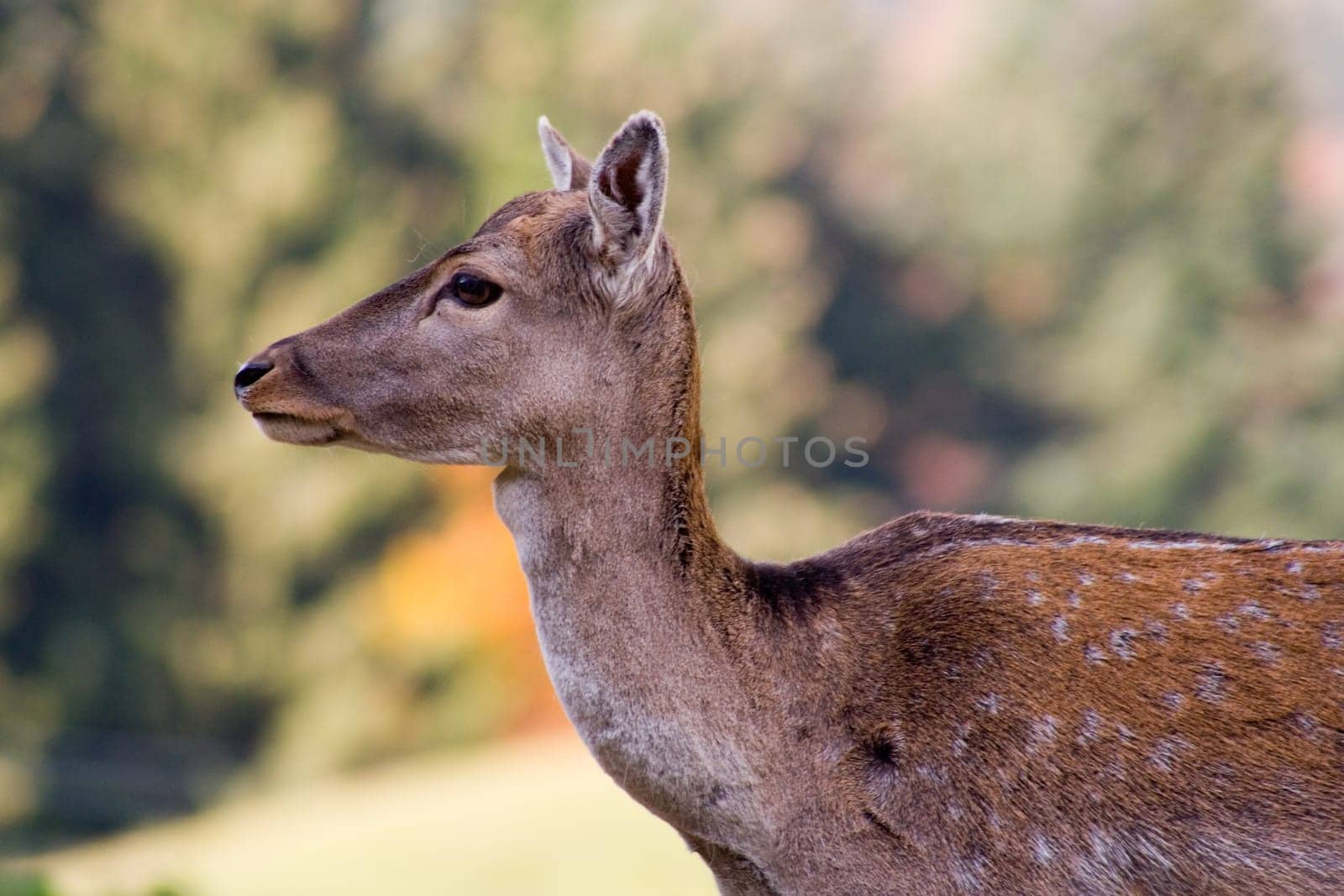 Attentive deer calf