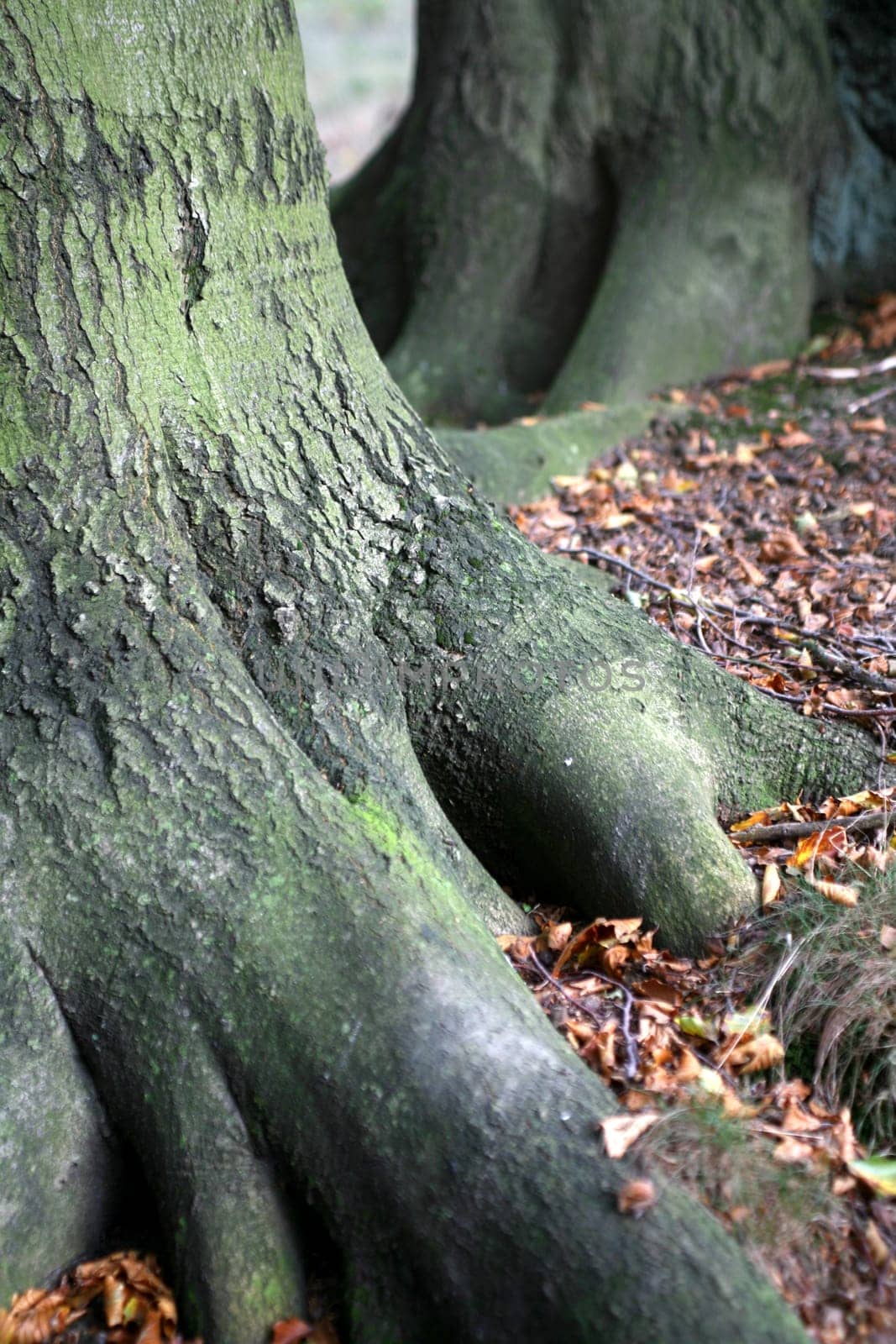Tree base
