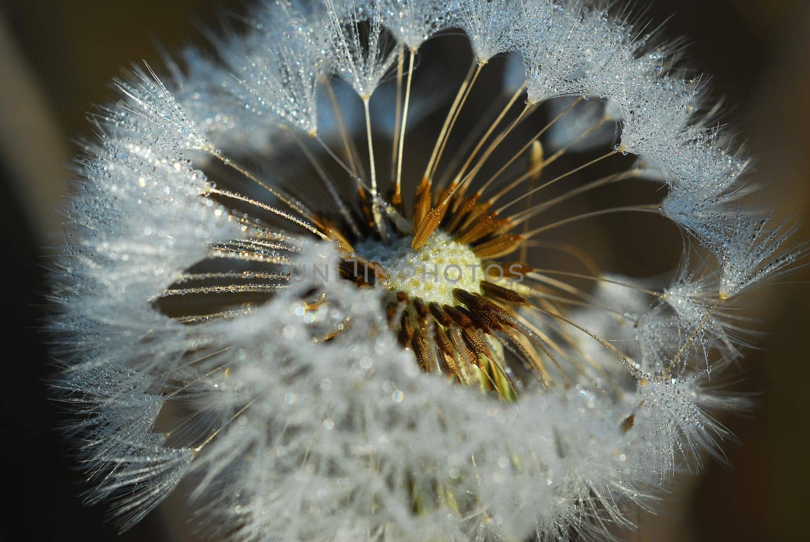 Morning dew