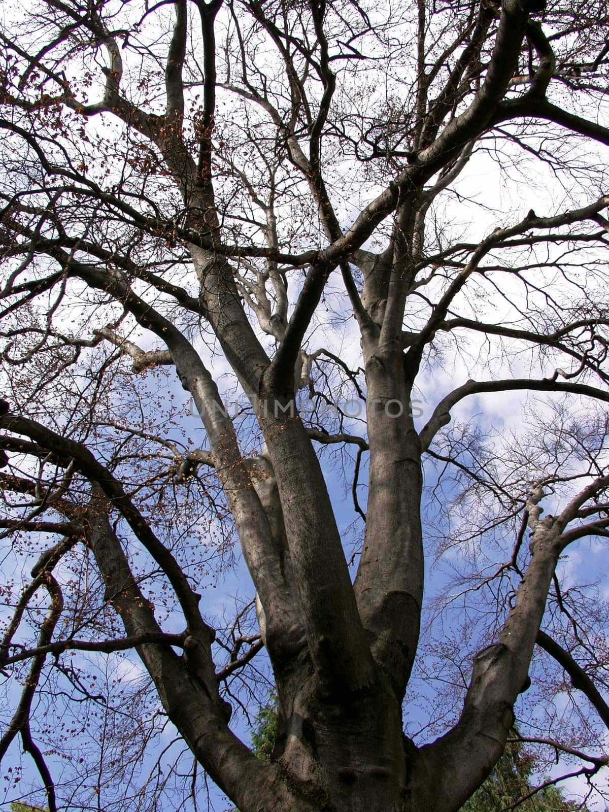 tree without christmas