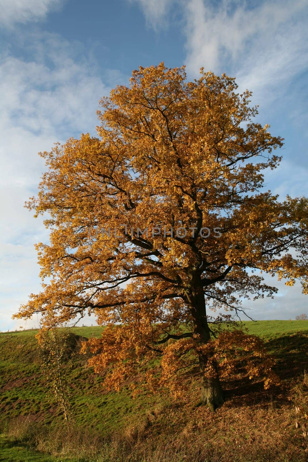 Old pedunculate oak in autumnal dress
