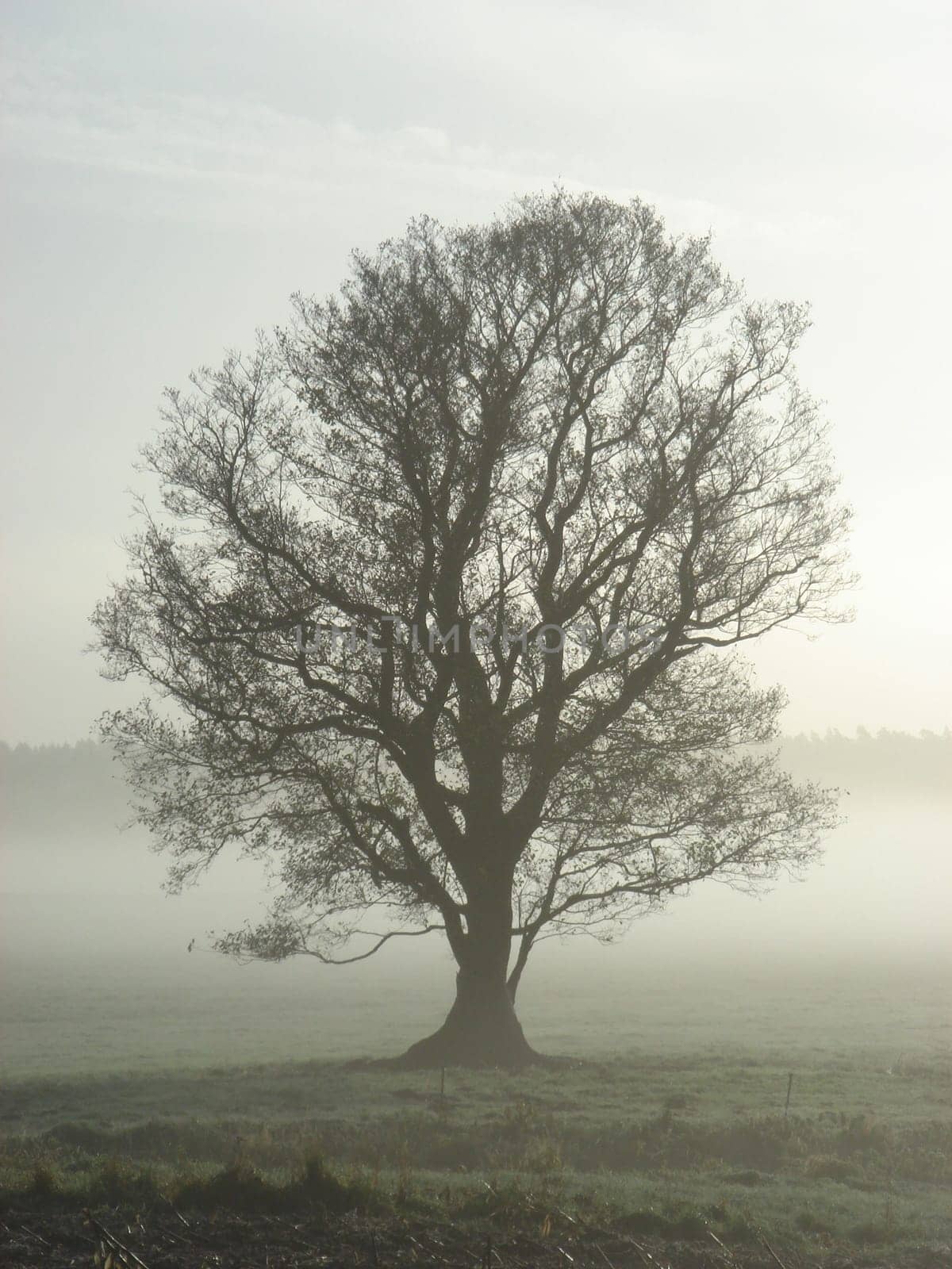 Fog Tree