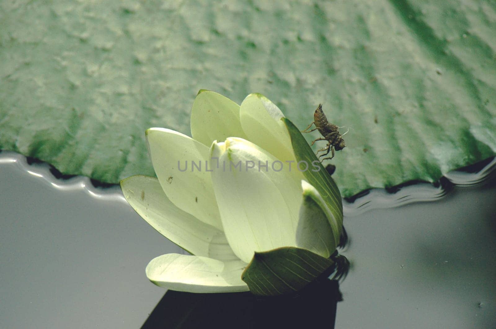 Water lily
