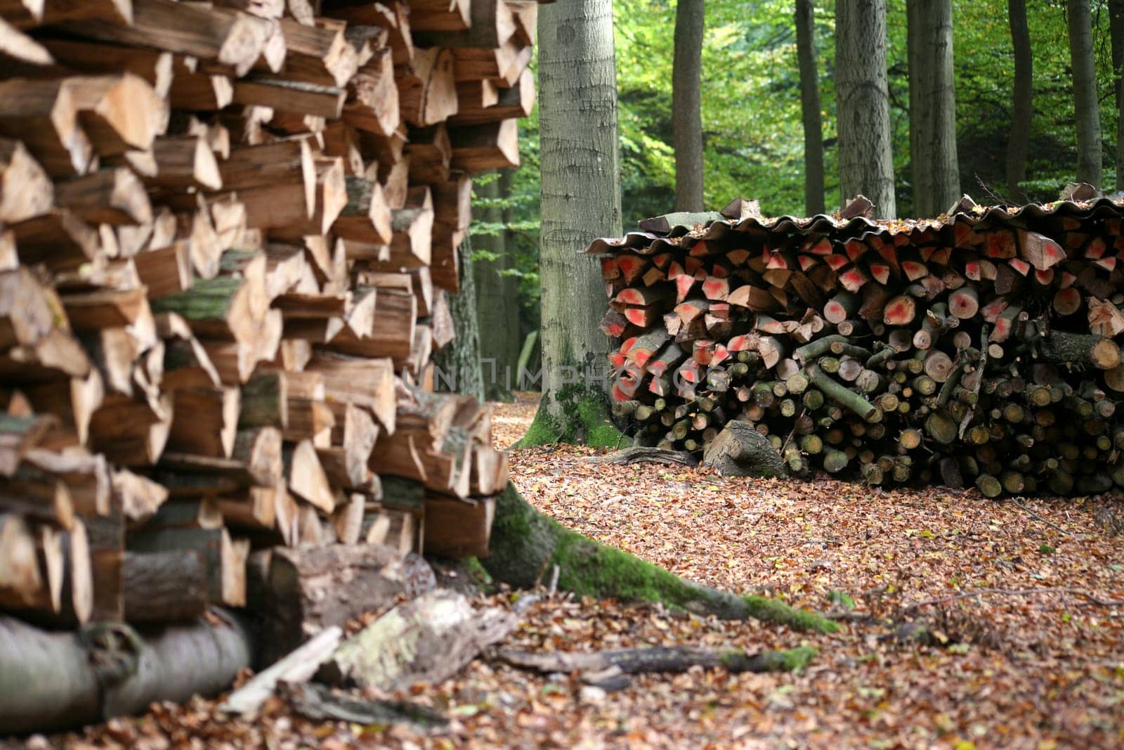 In the middle of a forest