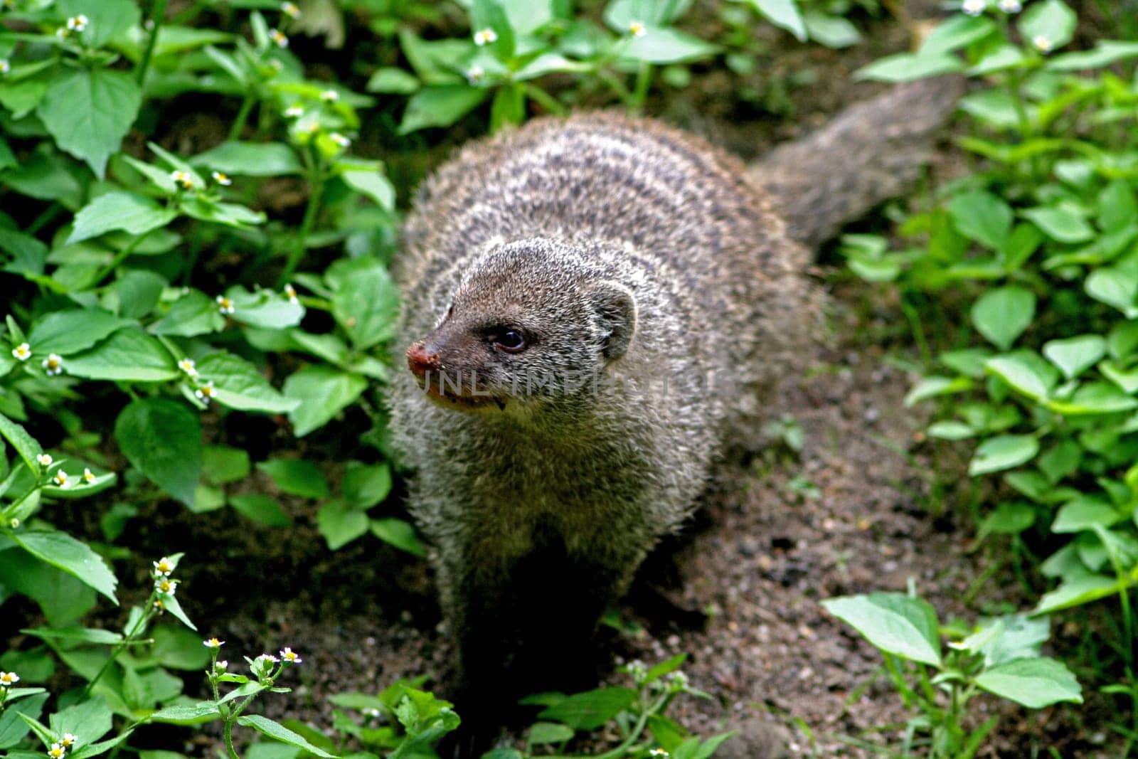 Mongoose