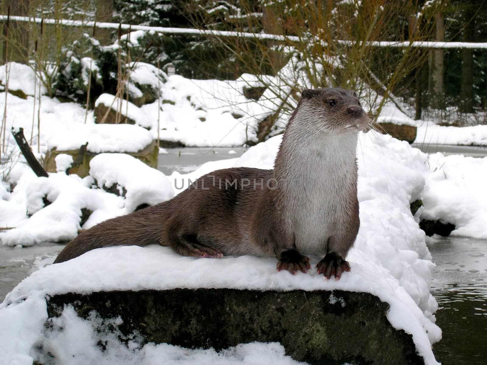 Otter in the snow