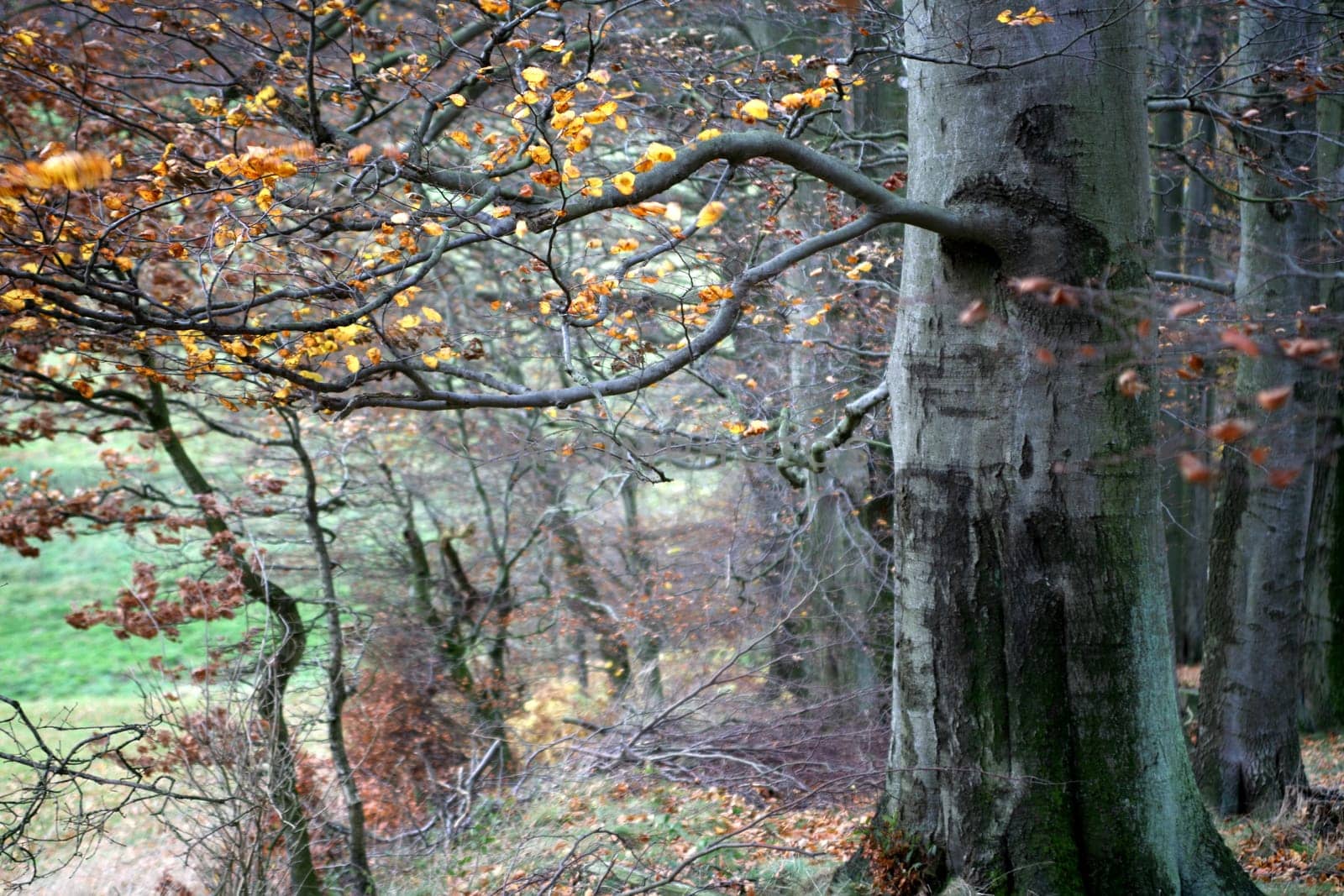 Impression of the forest in autumn
