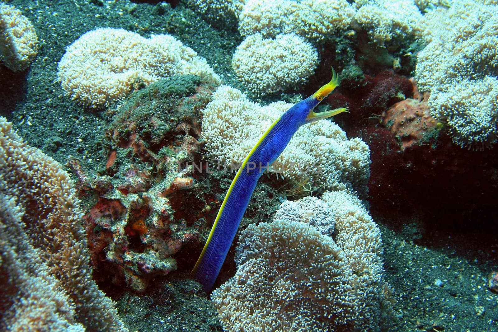 Ghost moray eel