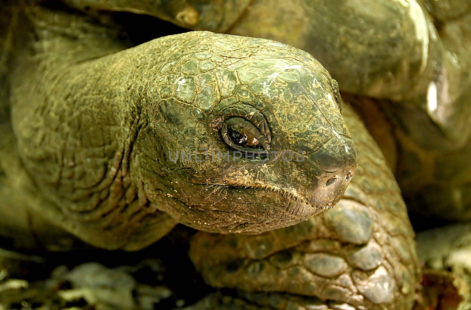 The Seychelles,the Mascarene Islands and Aldabra are home to the largest tortoises in the world. The Seychelles giant tortoise (Aldabrachelys elephantina) is even larger than its distant relative,the Galapagos giant,with a carapace length of up to 130 cm