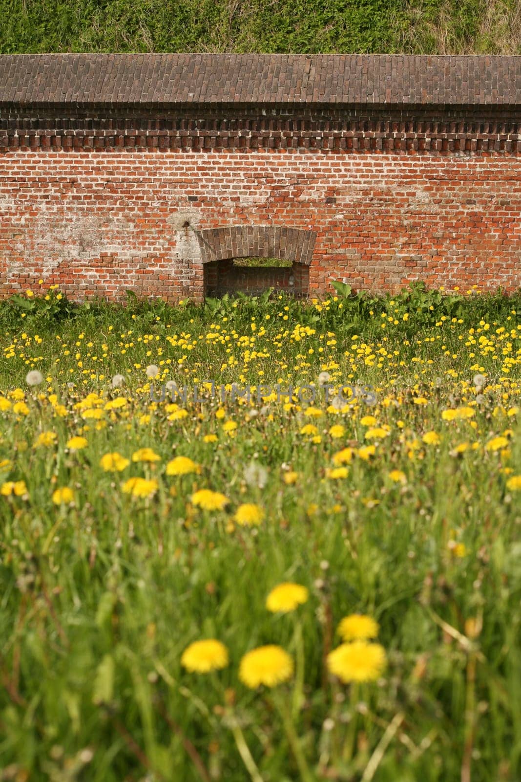 Dandelion meadow in front of a fortress wall in Cuxhaven