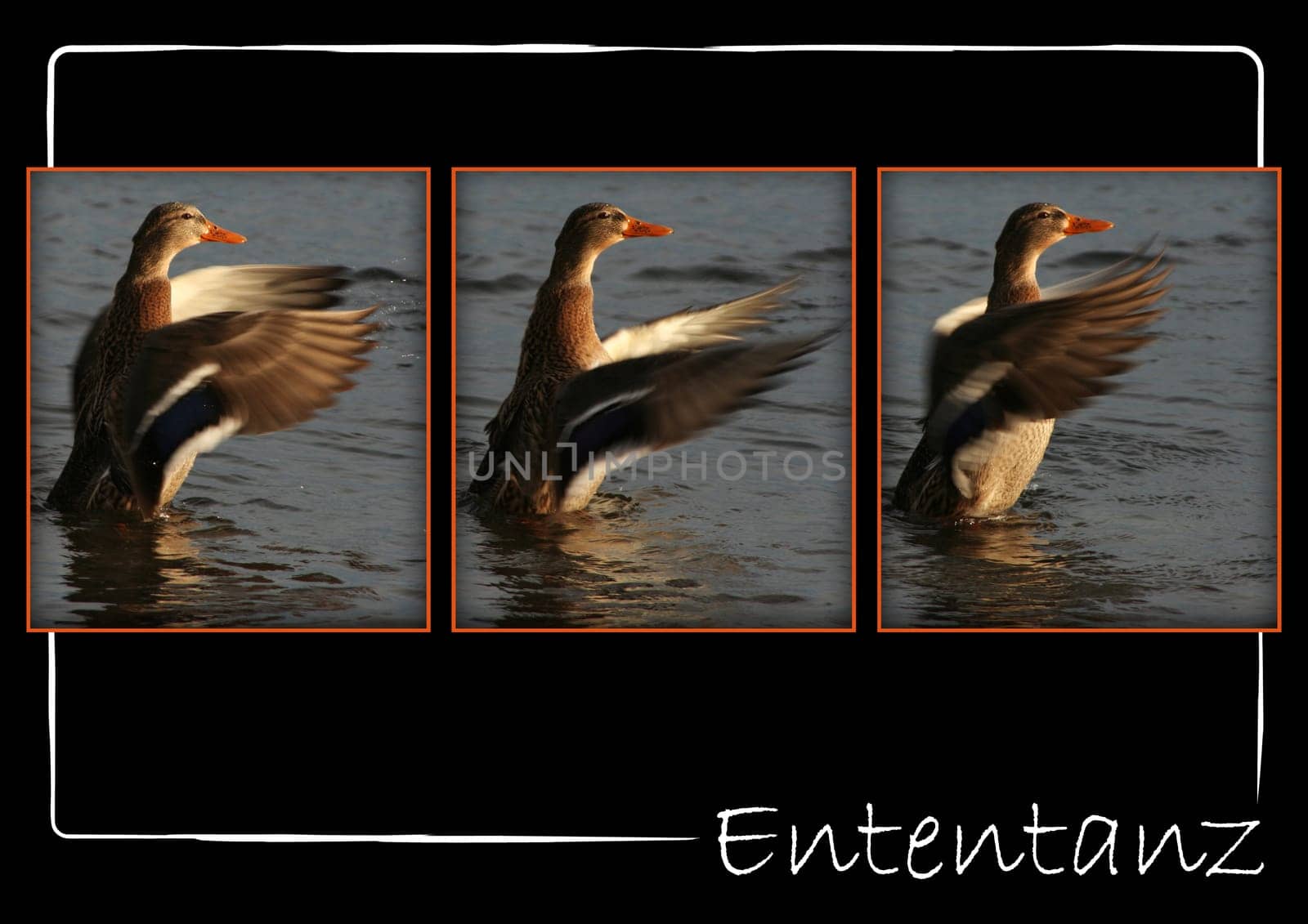 Duck Dance