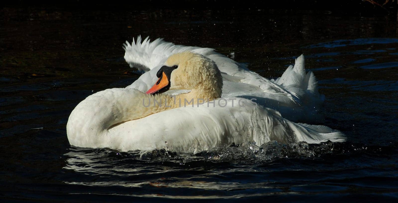 I can still find some swan pictures in the archive......!:-)