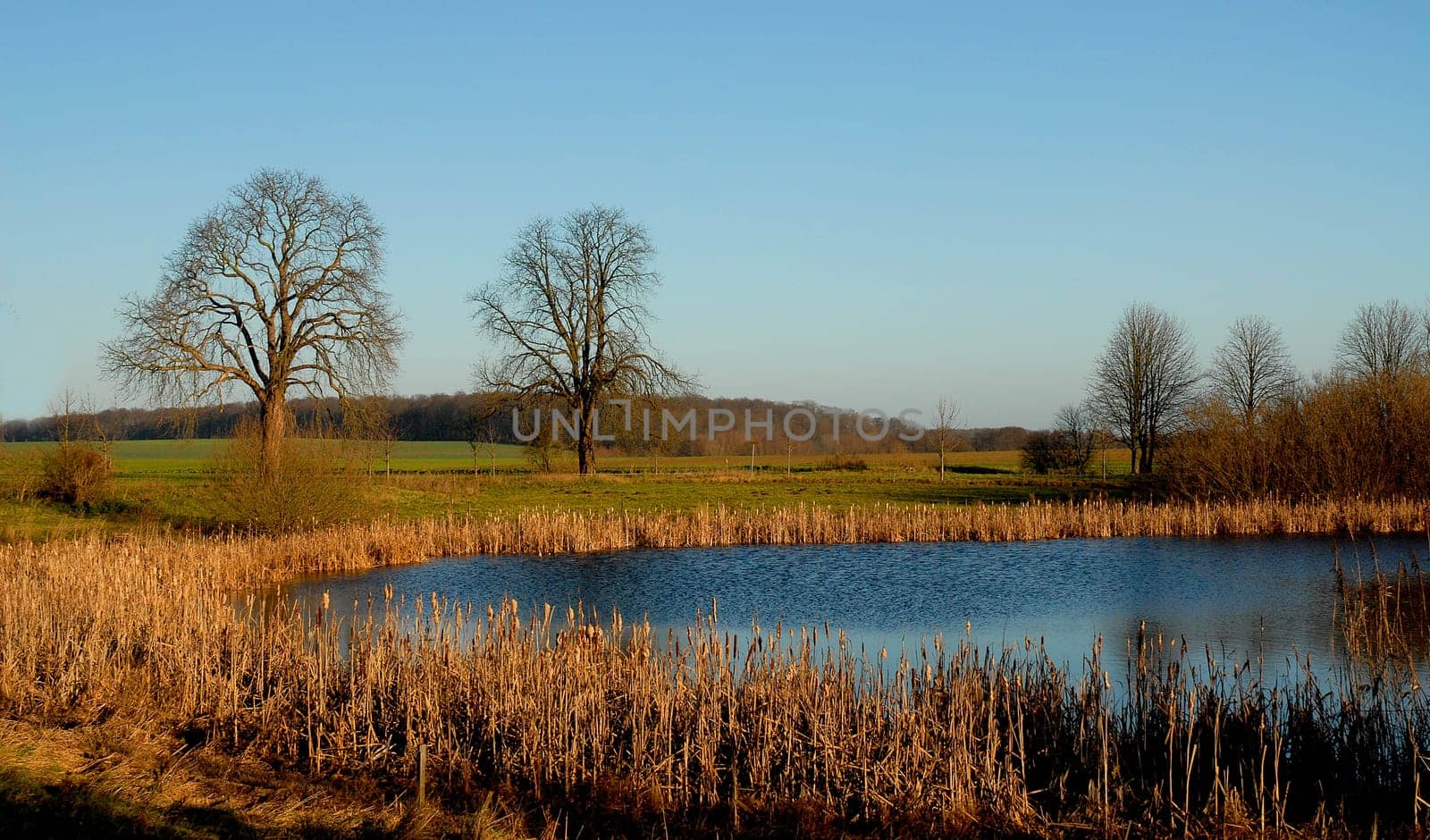 In the morning I like to enjoy the peace and quiet at our pond,but it was very windy that day.....!