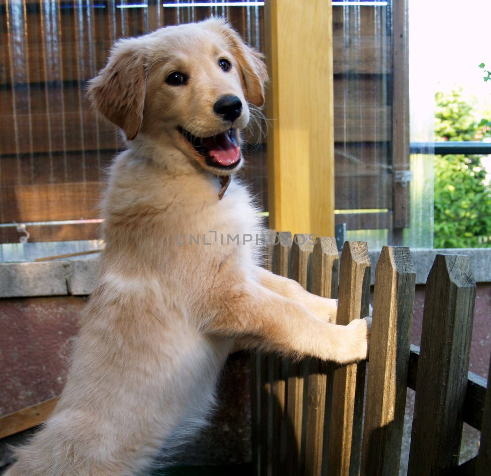 Dog gaze