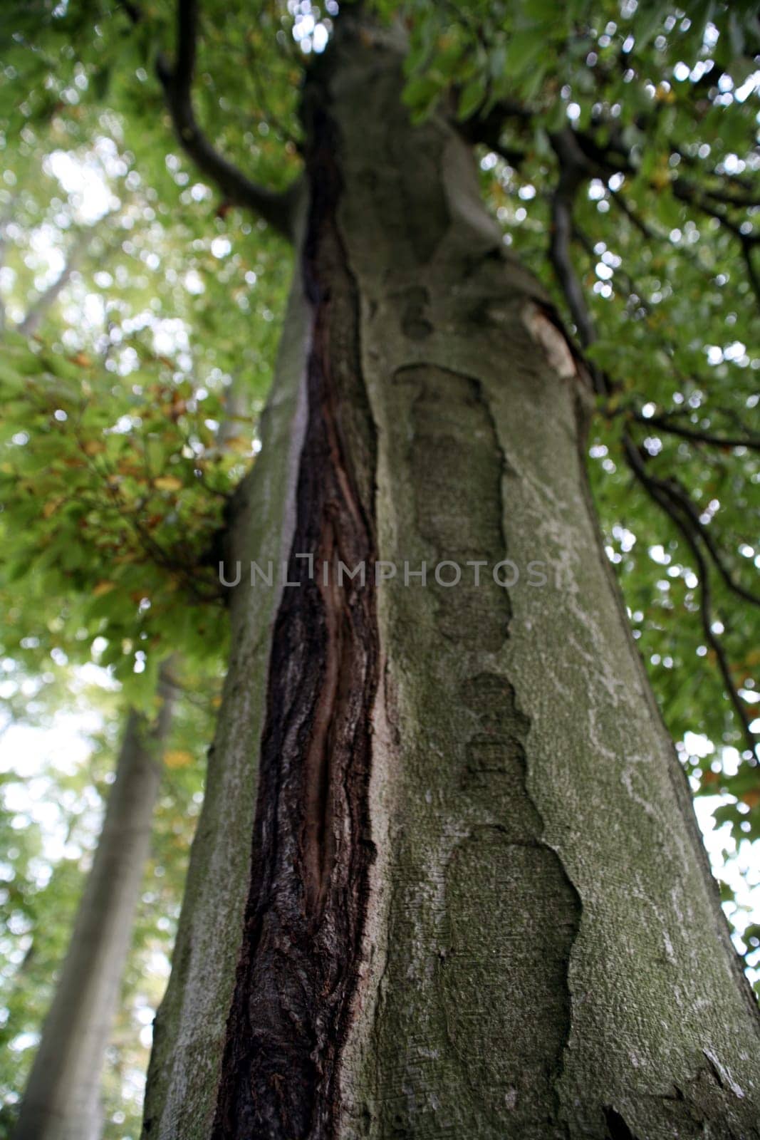 Trace of a lightning strike on a mighty European beech