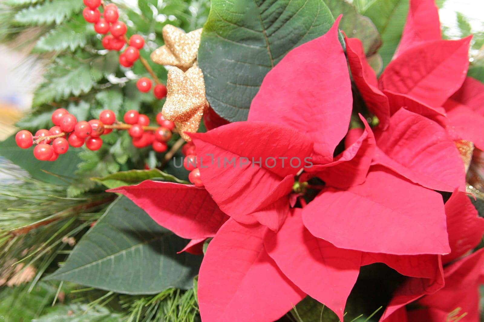 Poinsettia