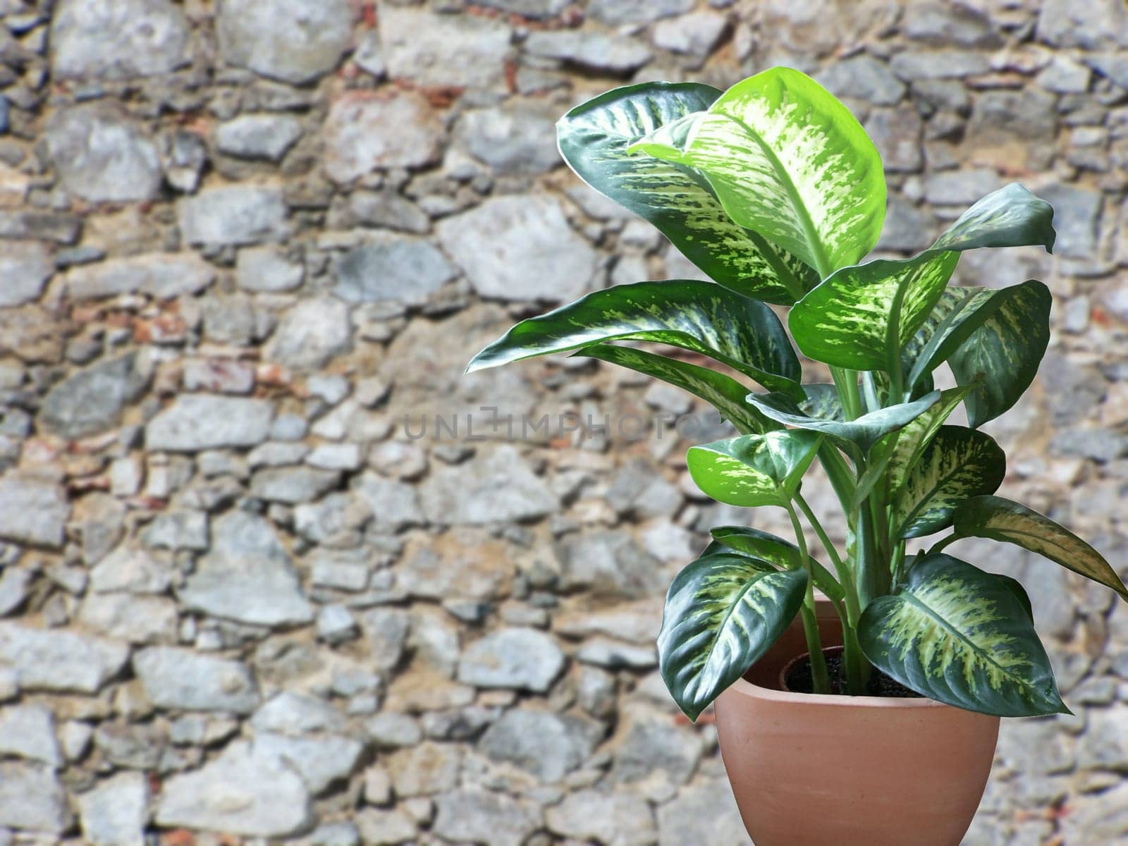 Dieffenbachia