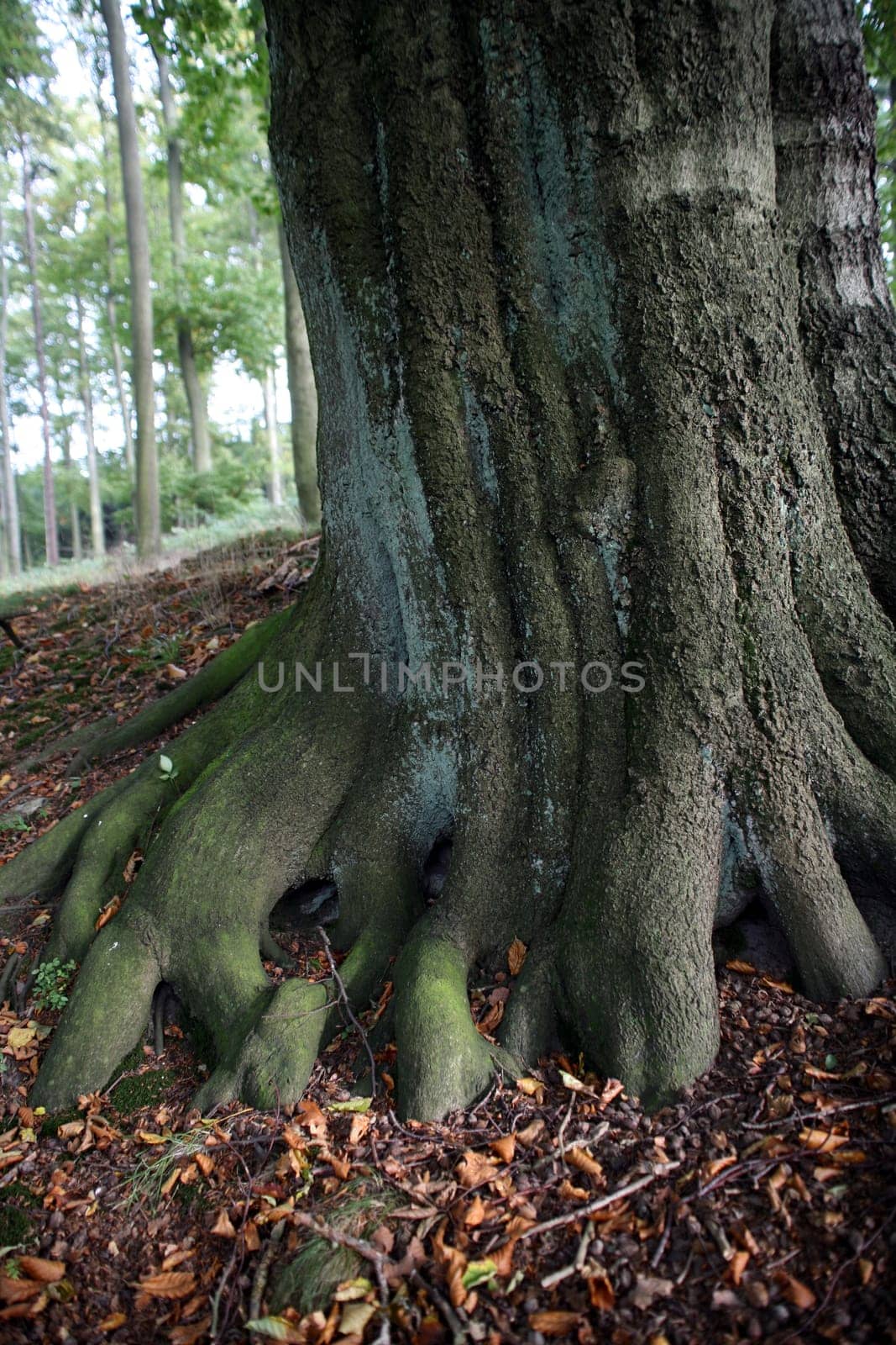 Tree base