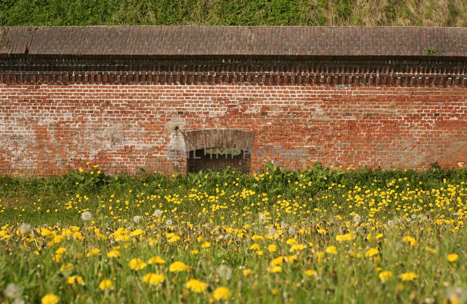 Dandelion meadow in front of a fortress wall in Cuxhaven