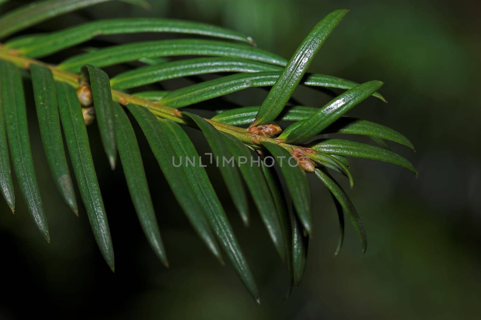 Yew branch