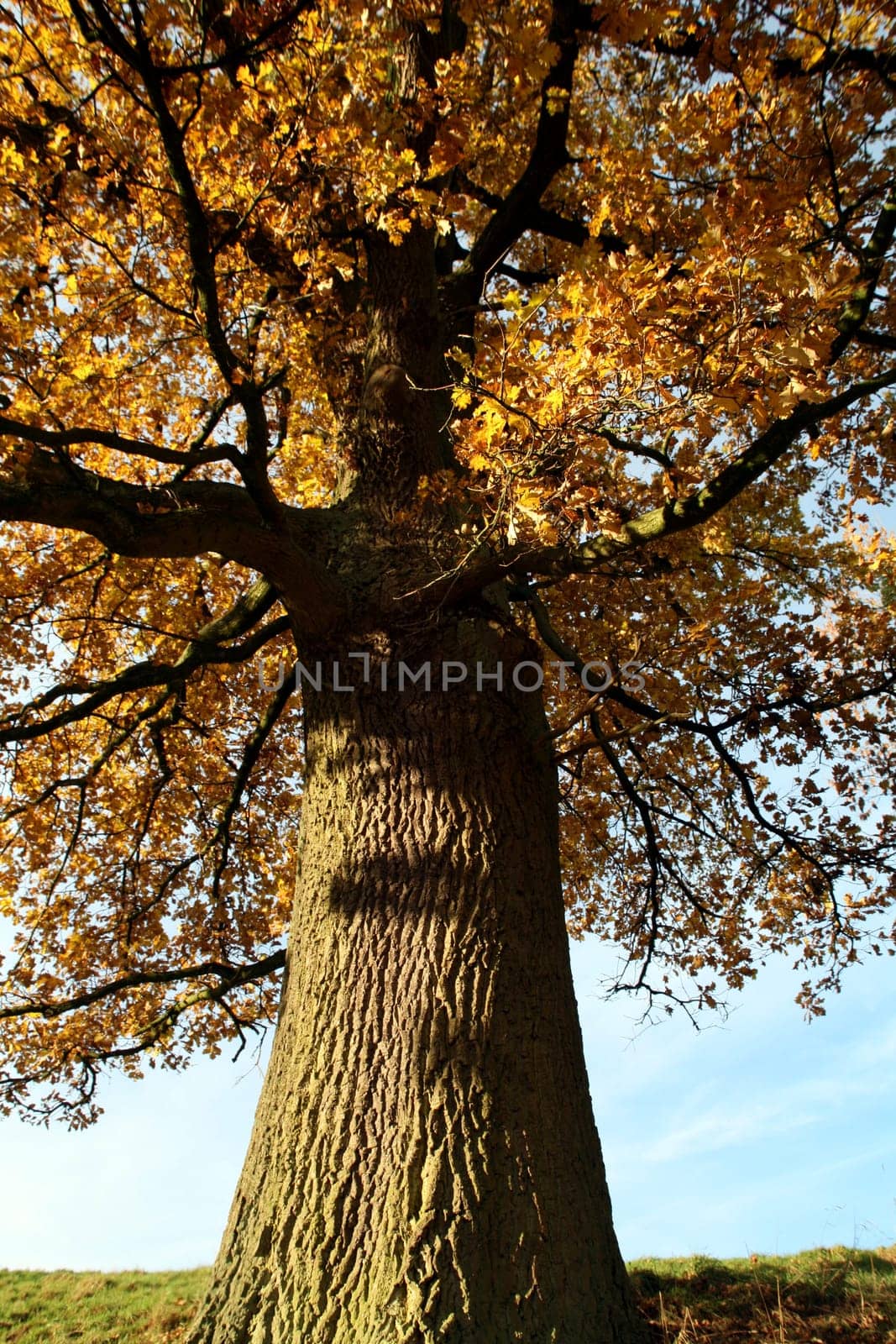 Old pedunculate oak in autumnal dress