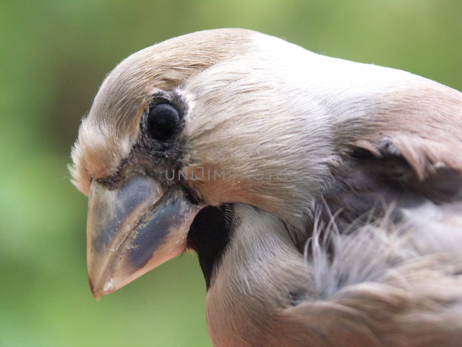 Cherry pit biter