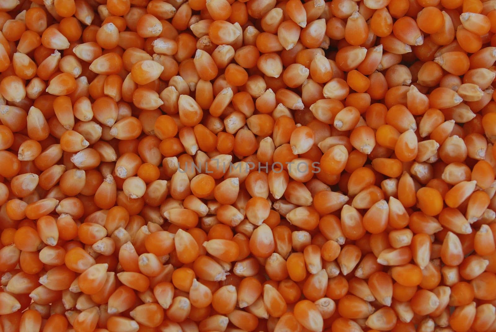 Corn