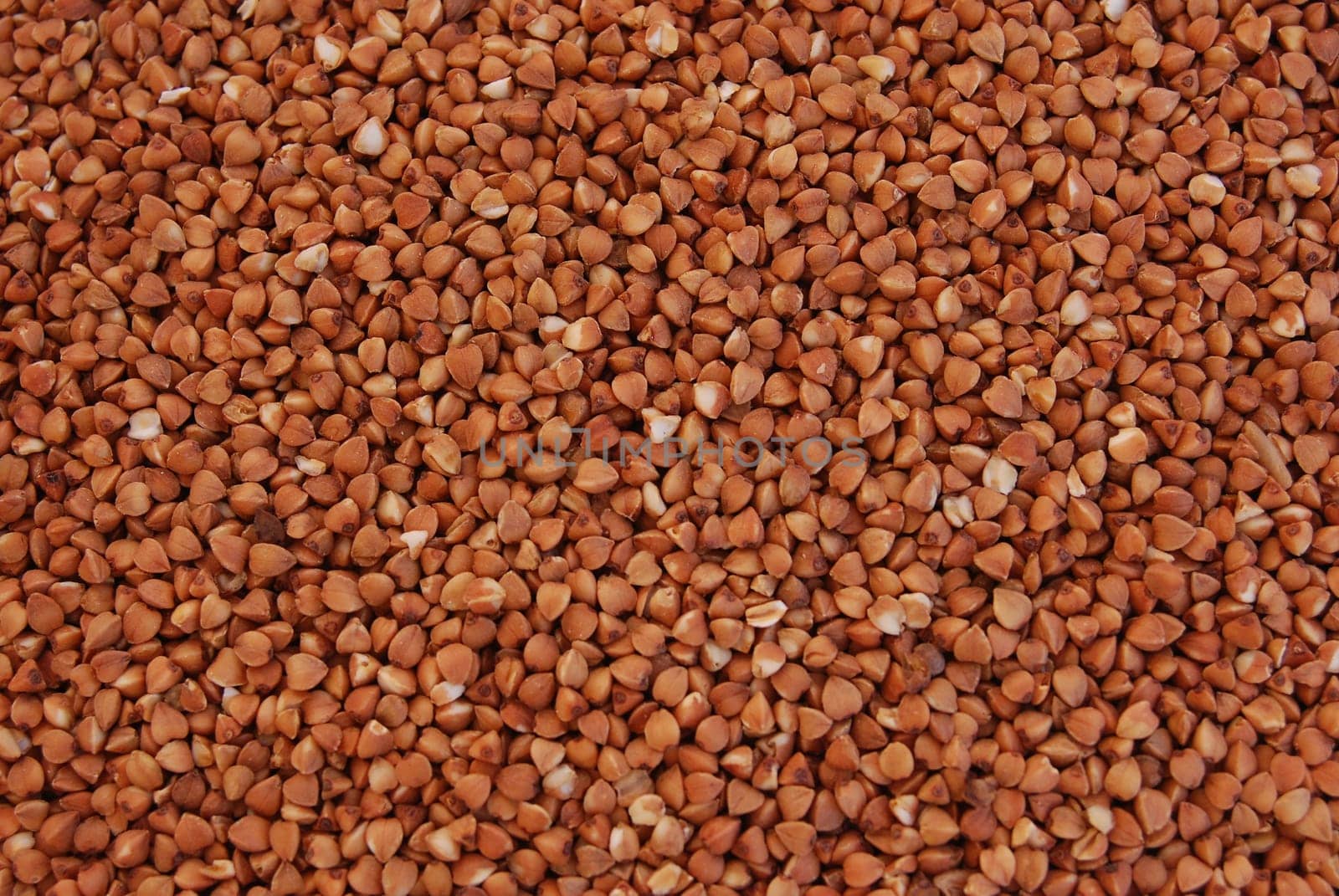 buckwheat