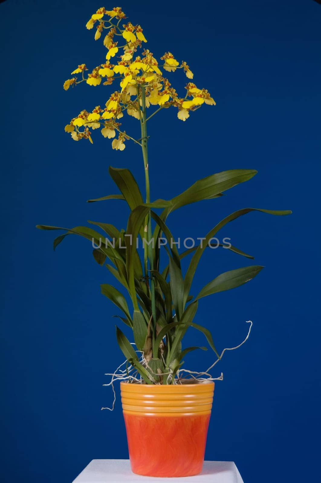 Oncidium