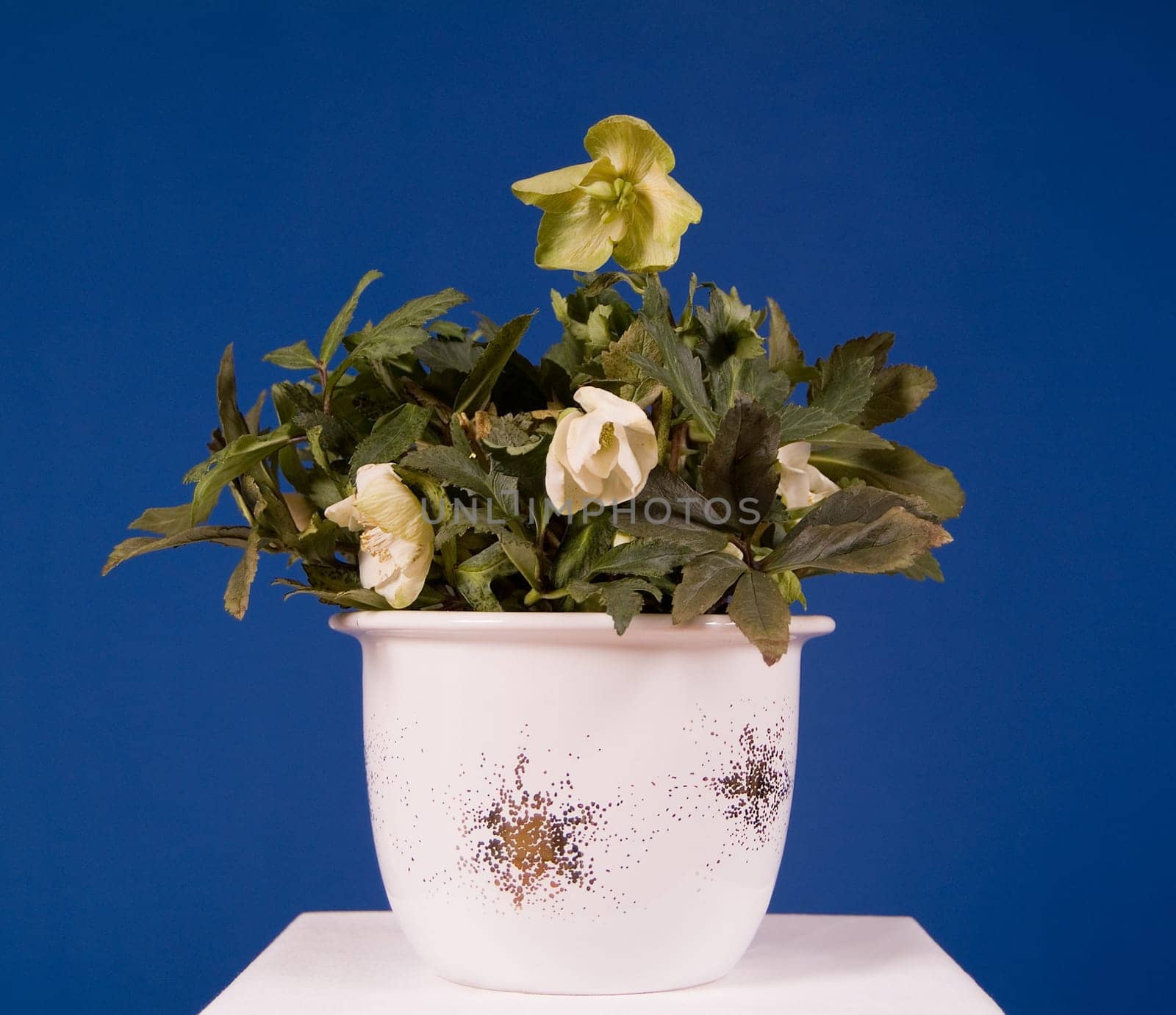 Christmas rose