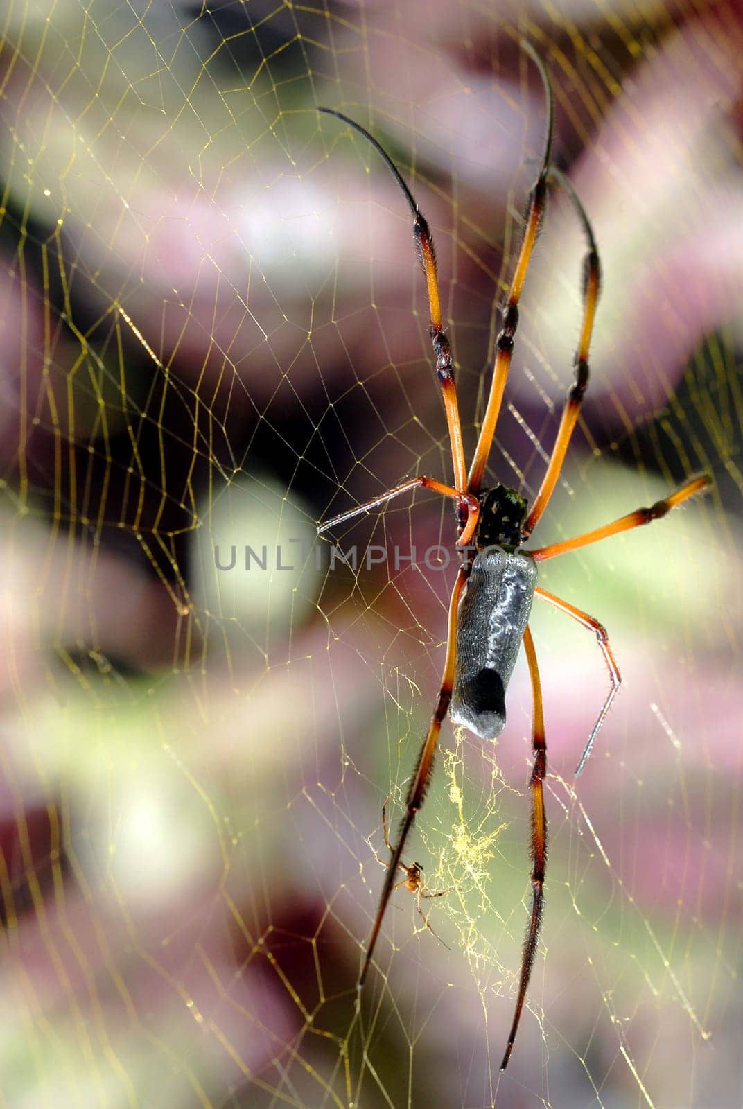 The silk or Ferris wheel web spiders are among the most beautiful and largest web spiders ever. The female has a body 4-5 cm long and reaches a total size that is quite equal to the hand of an adult male. The diameter of the Män