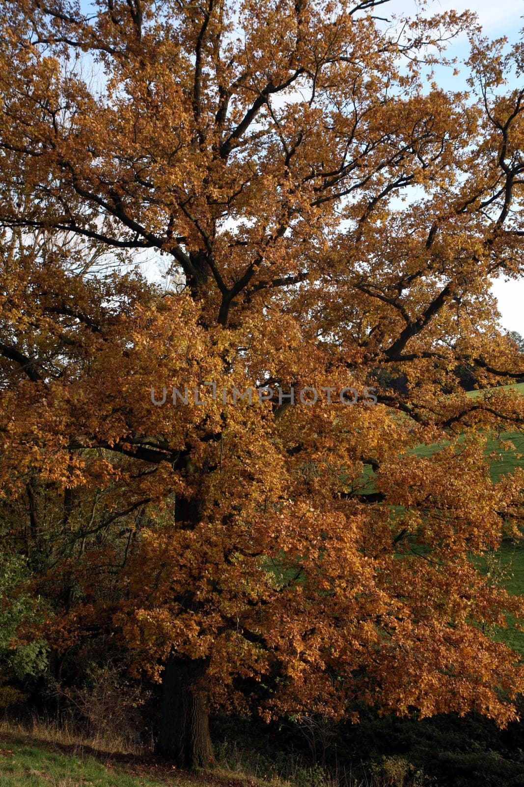 Old pedunculate oak in autumnal dress