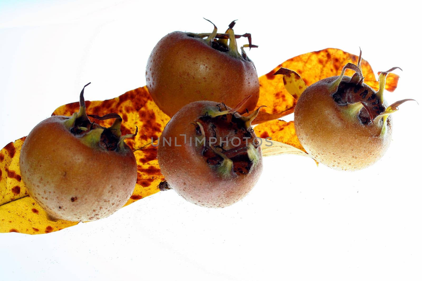 Medlar III