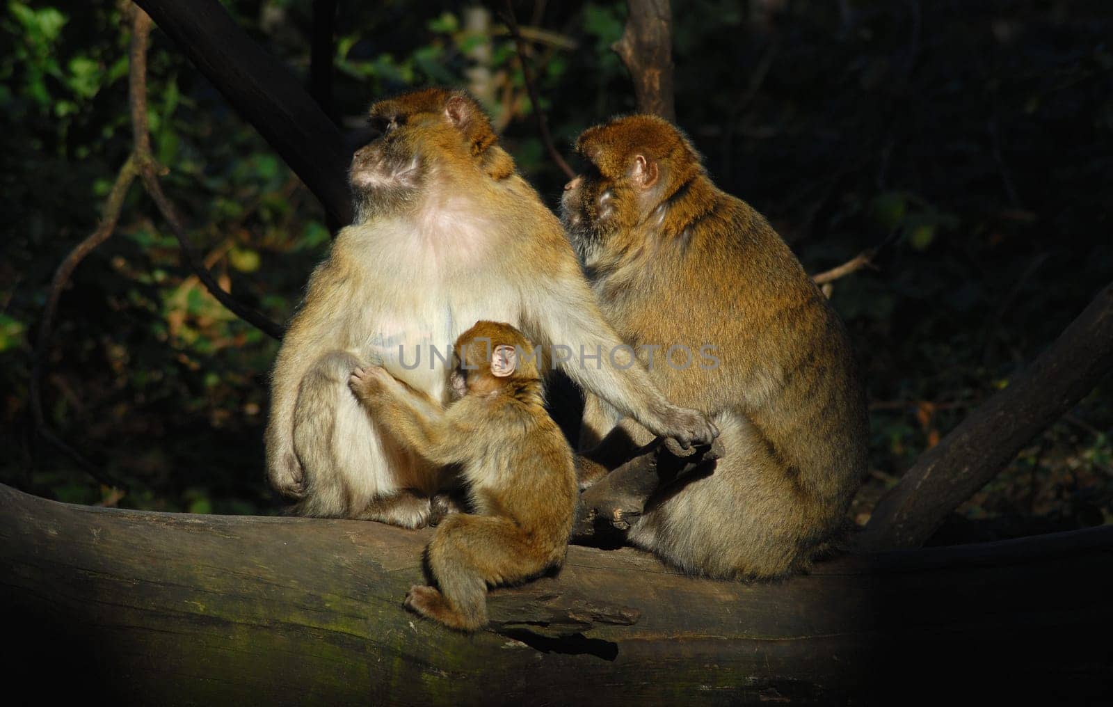 Monkey Gang