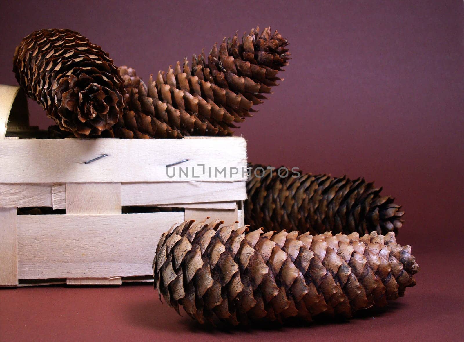 Fir cone