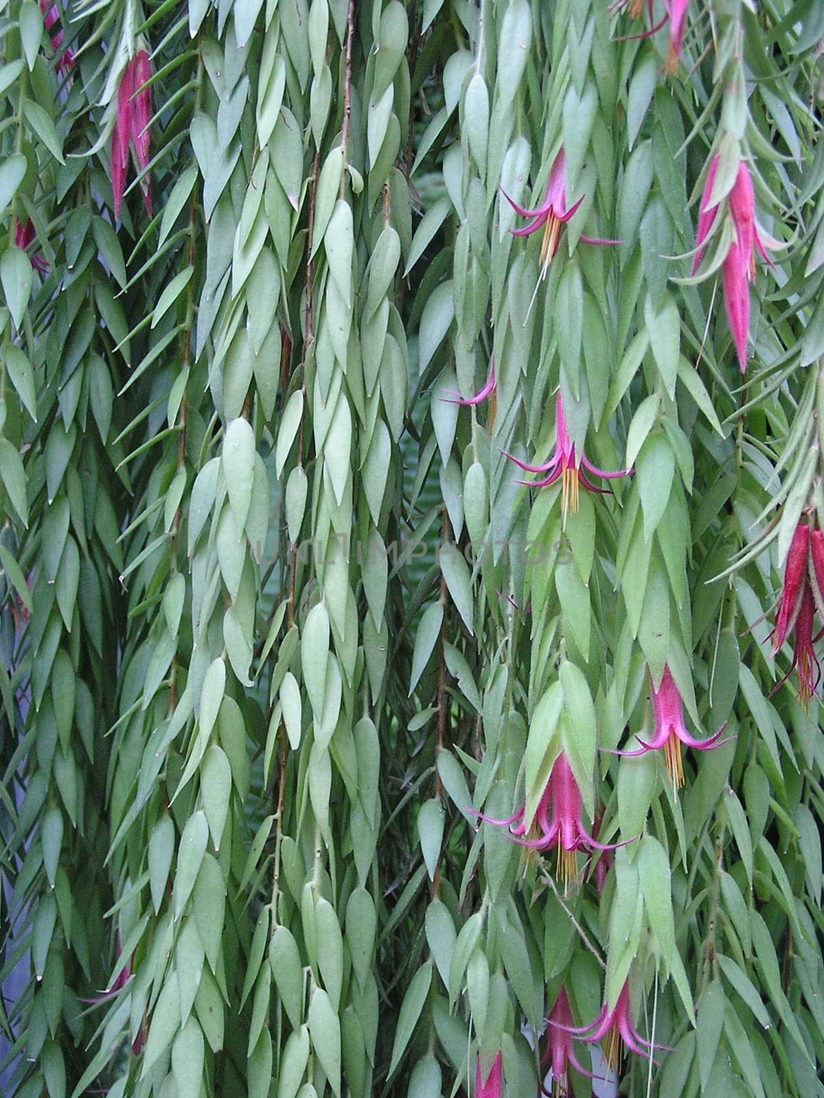 Blooming curtain: Ceratostema rauhii (Ericaceae)